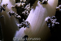 Corals - Lythophyton arboreum (detail) by Vito Lorusso 